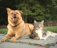 A large golden-brown dog and a tabby cat lying together peacefully on a stone patio outdoors.