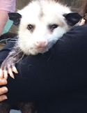 Close-up of a white-faced opossum with black ears being held gently by a person.