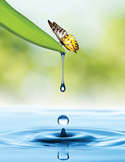 Return to Reiki A butterfly on a green leaf above a blue water ripple with a falling droplet.