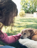 A person gently petting a small, sleeping brown dog resting on a plush white pet bed outdoors.