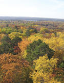 An aerial view of a dense forest showcasing vibrant yellow, orange, and green autumn foliage.