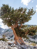 An ancient, twisted bristlecone pine tree growing on a rocky mountain slope under a blue sky.