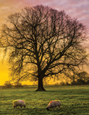 A large, bare tree silhouetted against a golden sunset with two sheep grazing in the foreground.