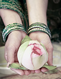 A person wearing green bangles holds a delicate pink and white lotus bud in their cupped palms.