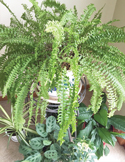 A lush, green Boston fern sitting on a decorative stand surrounded by other healthy indoor houseplants.