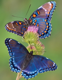 Two vibrant blue and orange butterflies resting on a pink wildflower bud with a soft green background.