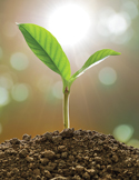 A small green plant seedling sprouting from rich brown soil against a bright, sunlit background.