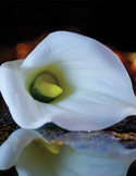 A close-up of a white calla lily flower resting on a dark, reflective surface with golden bokeh lights.
