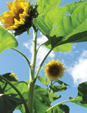 Bright yellow sunflowers stretching toward a blue sky with soft white clouds.