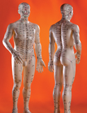 Front and back views of a human anatomical model showing Traditional Chinese Medicine meridian points.