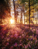 A sunburst shines through a lush forest onto a field of purple flowers at dawn.