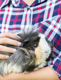 Close-up of a person in a plaid shirt gently holding and petting a long-haired black, white, and brown guinea pig.