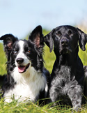 Two dogs, a Border Collie and a black Lab mix, sitting together in tall green grass.
