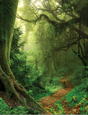 Lush, green misty forest with a winding dirt path through ancient, mossy trees.