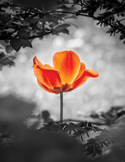 A vibrant orange flower in sharp focus against a black and white background of blurred leaves.