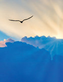 A silhouette of a bird soaring through golden sunbeams breaking over a thick layer of blue clouds.
