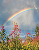A bright rainbow arcs across a cloudy sky above a field of tall pink wildflowers and green foliage.