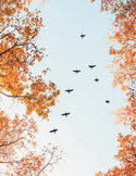 Birds flying in formation through orange autumn tree branches against a pale sky.