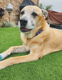 A large tan dog with a blue collar lying peacefully on bright green artificial grass outdoors.