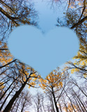 Upward view of autumn trees forming a heart shape against a clear blue sky.