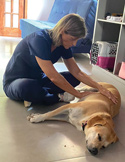 A woman in blue scrubs performing a healing touch or Reiki treatment on a calm yellow Labrador retriever.