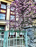 A blooming pink cherry blossom tree stands behind a green wrought iron fence in front of a stone building.