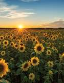 Sunset illuminating a vast field of blooming sunflowers stretching toward the horizon under a soft, colorful sky.