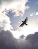 Silhouetted bird soaring in bright sky, framed by dramatic sunlit clouds.