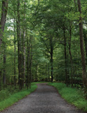 Shaded forest path surrounded by tall green trees on a quiet, peaceful day.