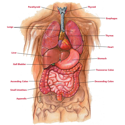 English diagram of human torso with labeled internal organs.