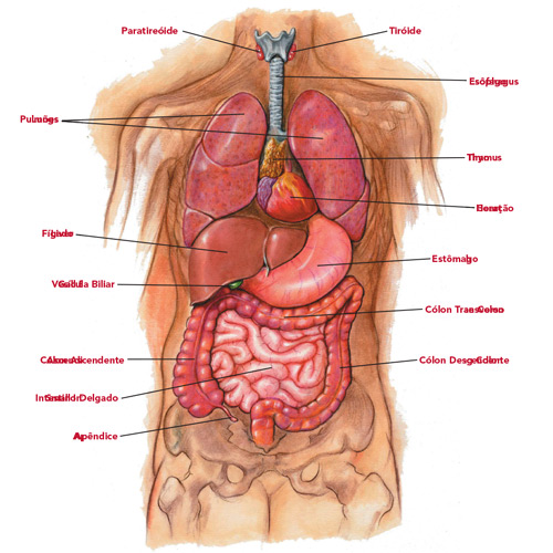 Portuguese diagram of human torso with labeled internal organs.
