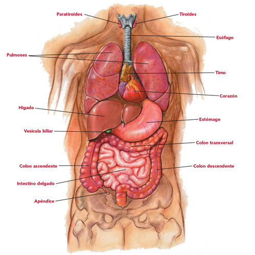Spanish diagram of human torso with labeled internal organs.