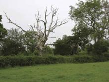 Gog and Magog Gog and Magog