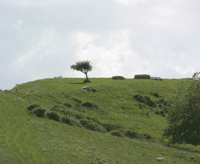 The Holy Thorn The Holy Thorn