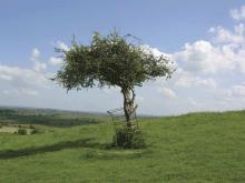 The Holy Thorn The Holy Thorn