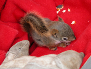 Homer The Orphaned Squirrel Homer The Orphaned Squirrel