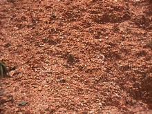 Quartz Gravel at Crystal Canyon Quartz Gravel at Crystal Canyon